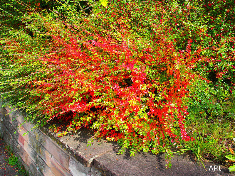 Eine von vielen Blumenbeeten im Kurpark