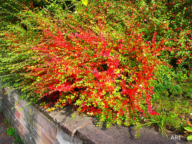 Eine von vielen Blumenbeeten im Kurpark