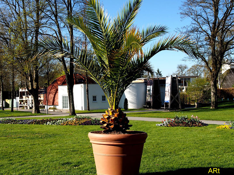 Palme im Kurpark