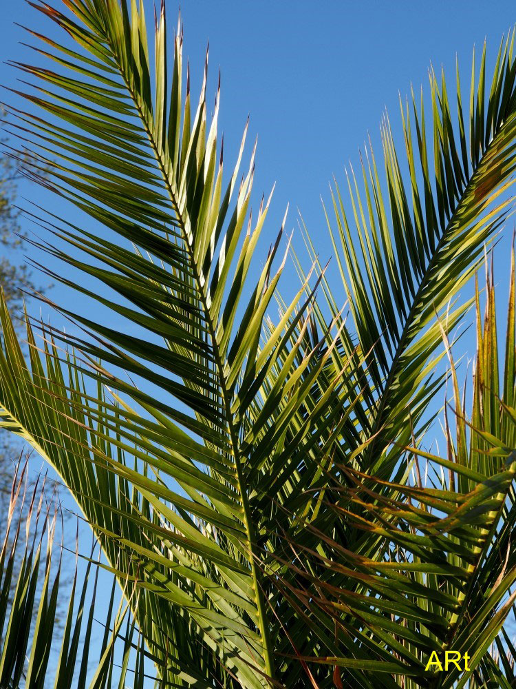 Palme im Kurpark