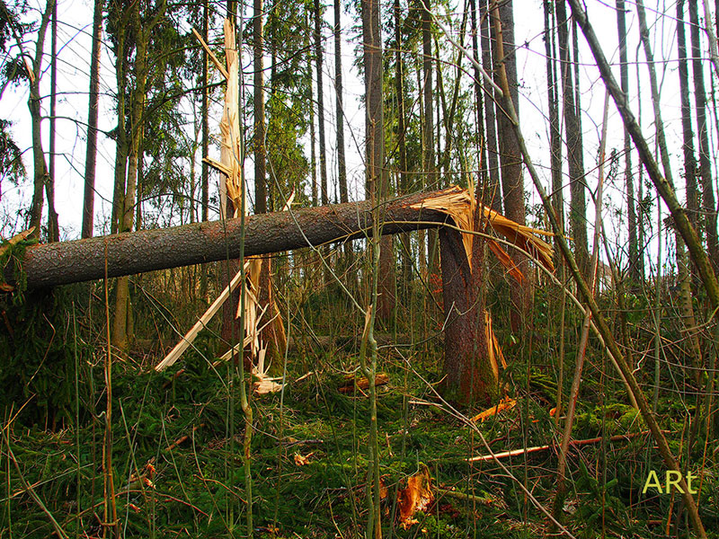 Schwere Sturmschäden durch „Sabine”am 11.02.2020