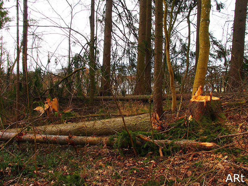 Schwere Sturmschäden durch „Sabine”am 11.02.2020