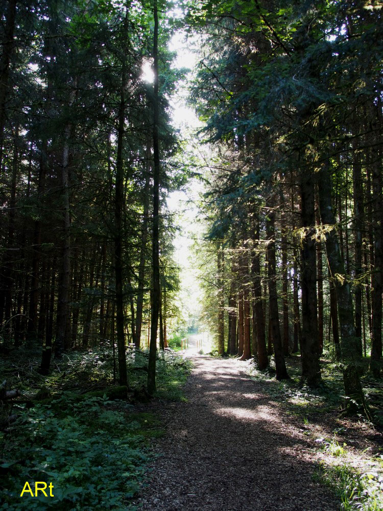 Waldweg zur Muselquelle