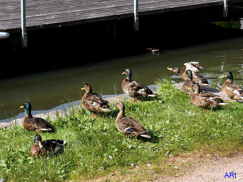 Enten an der Seebühne  im großen Salinensee