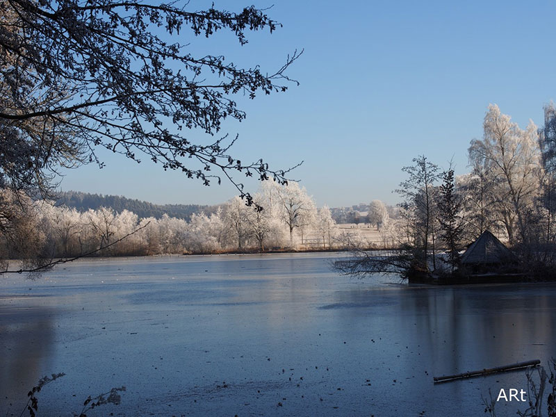 Bäume mit Raureif am leicht zugefrorenen Salinensee