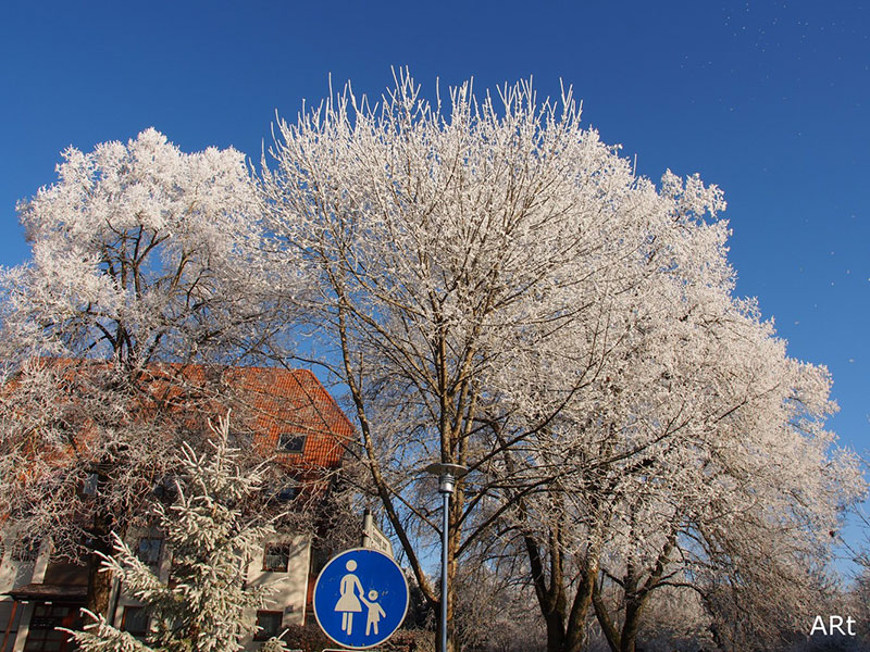 Bäume mit Raureif in Wohngebieten