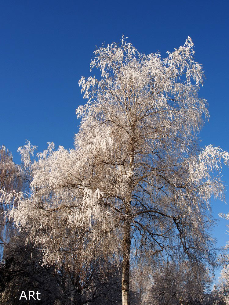 Bäume mit Raureif in Wohngebieten