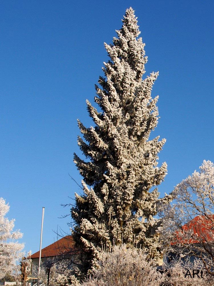 Bäume mit Raureif in Wohngebieten